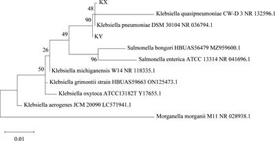 Aerobic and facultative anaerobic Klebsiella pneumoniae strains establish mutual competition and jointly promote Musca domestica development